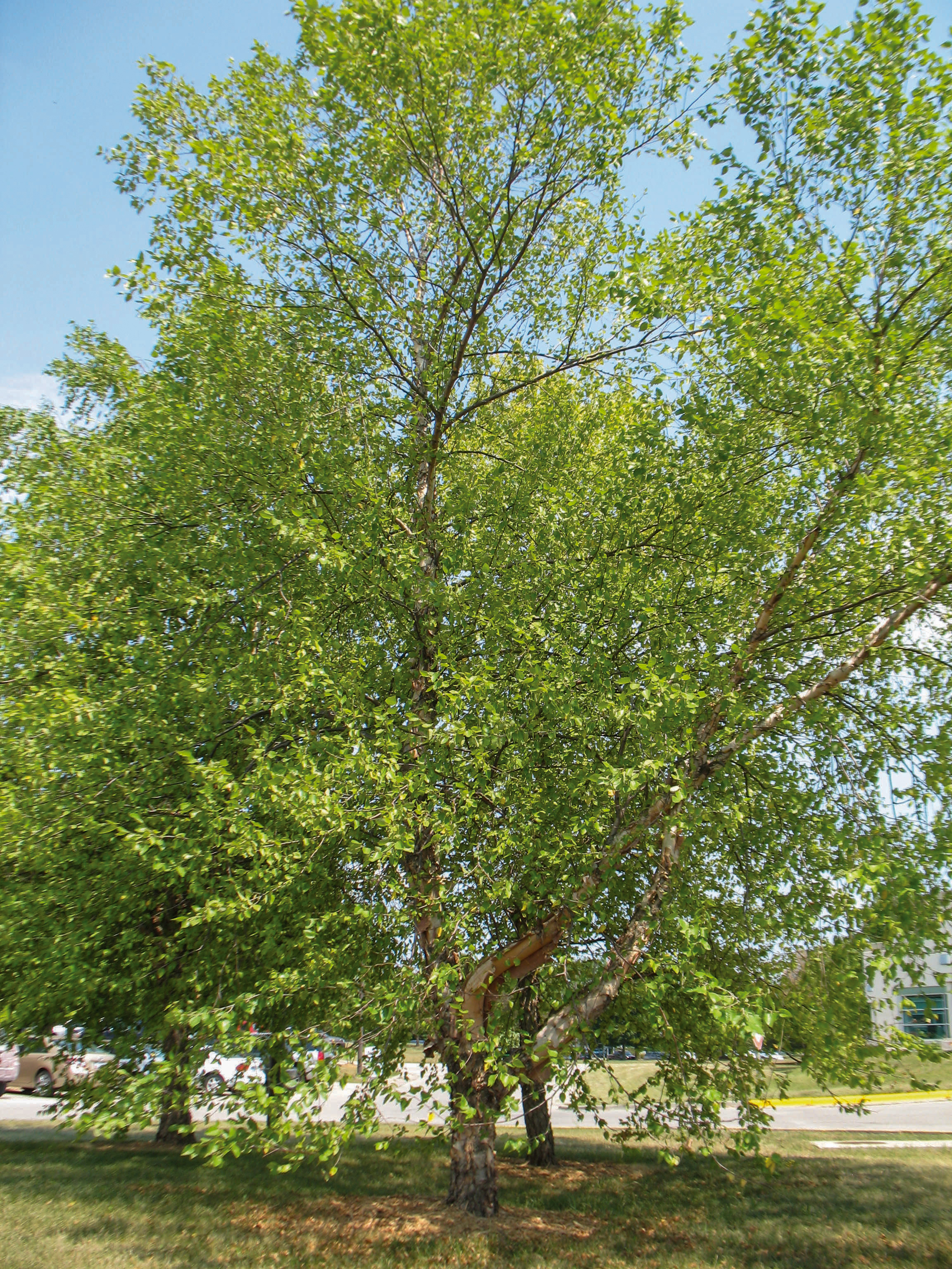 Need a fast growing tree? Try river birch | Iowa DNR